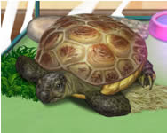 Pet turtle online játék